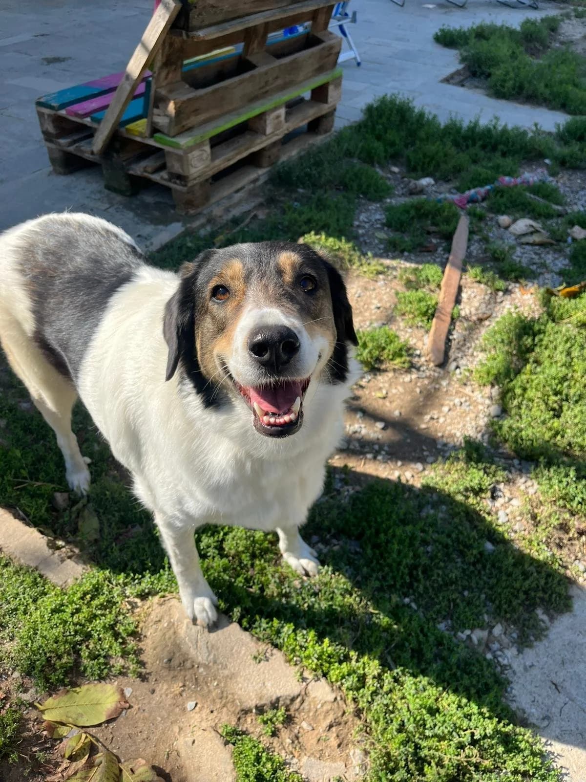 Piper, Mixed Breed for adoption at Hopeland Dog Sanctuary