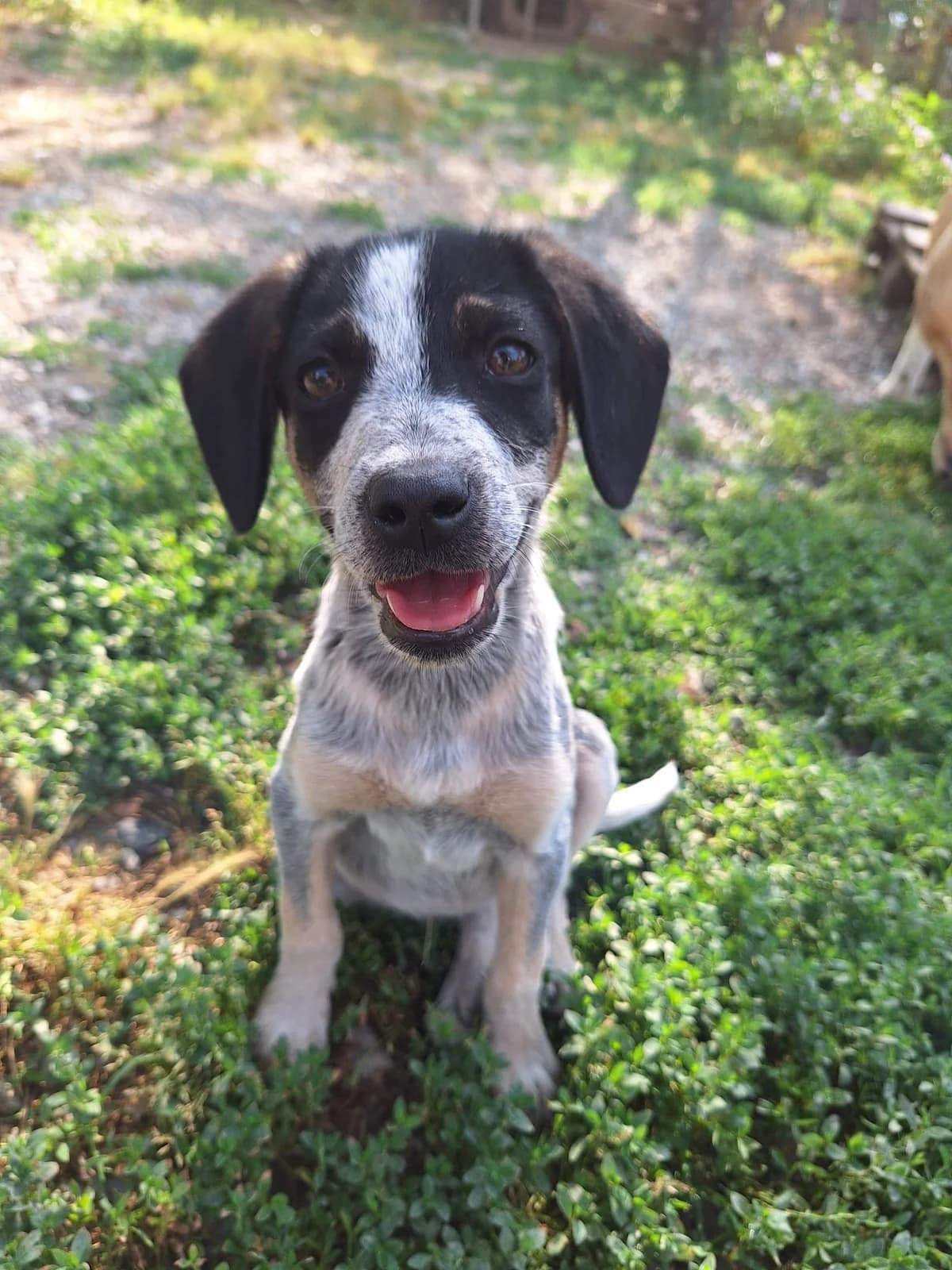 Plum,  Mixed Breed for adoption at Hopeland Dog Sanctuary