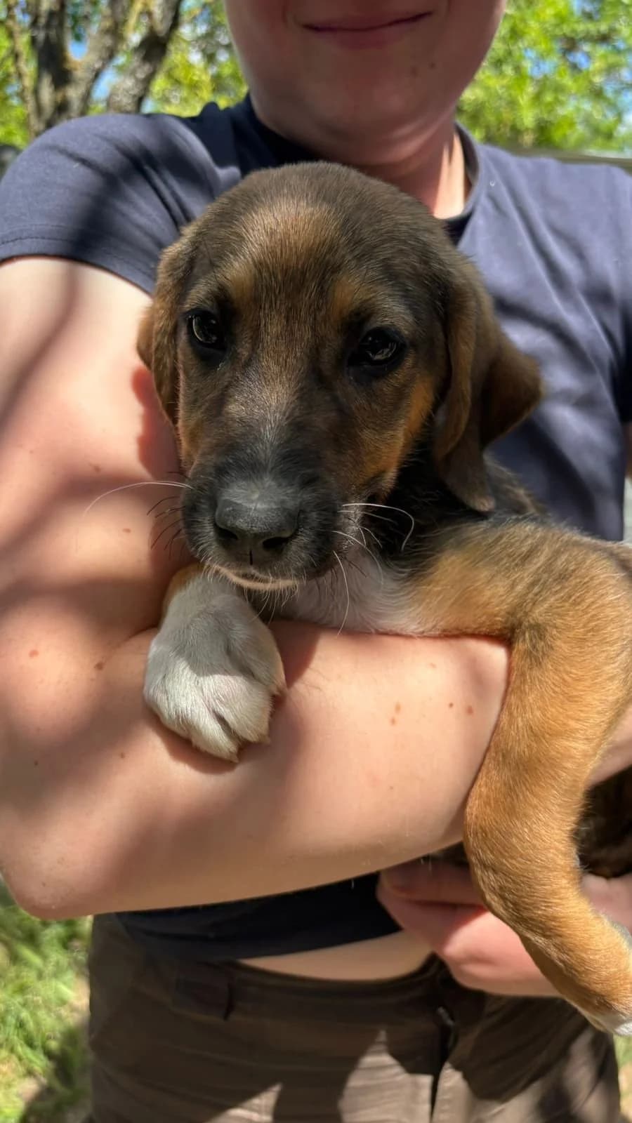 Pong, Mixed Breed for adoption at Hopeland Dog Sanctuary