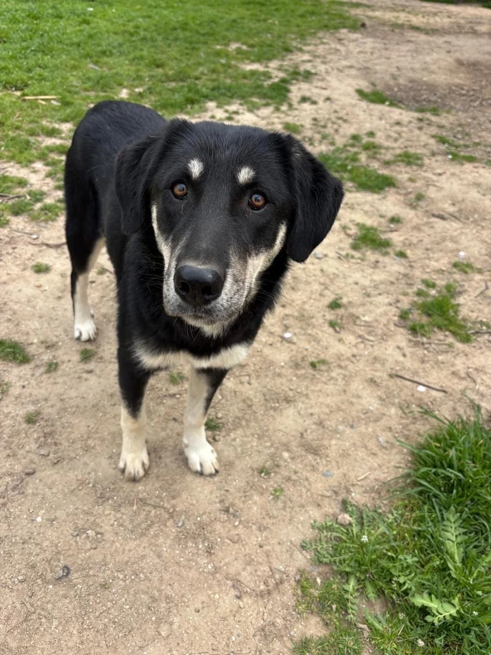 Poppy,  Mixed Breed for adoption at Hopeland Dog Sanctuary