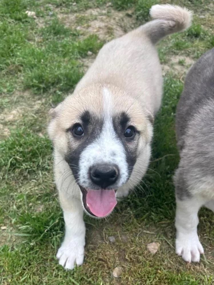 Rob, Mixed Breed for adoption at Hopeland Dog Sanctuary