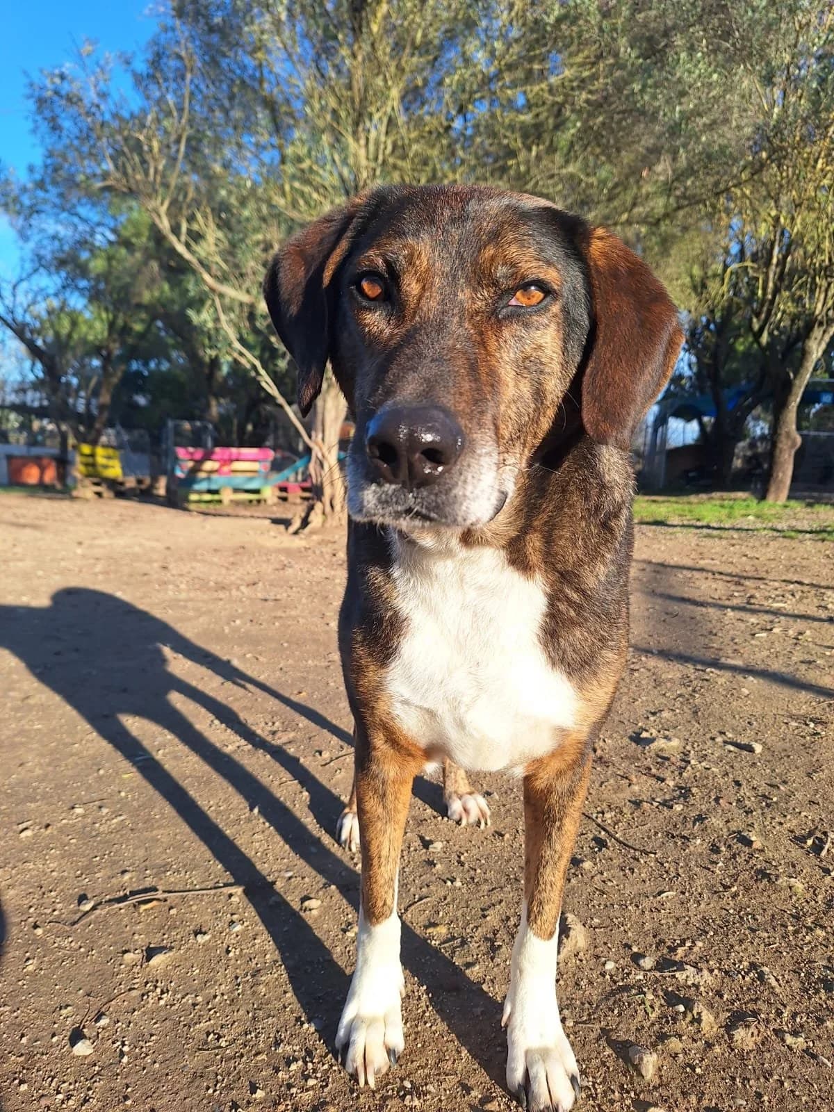 Samu, Mixed Breed for adoption at Hopeland Dog Sanctuary