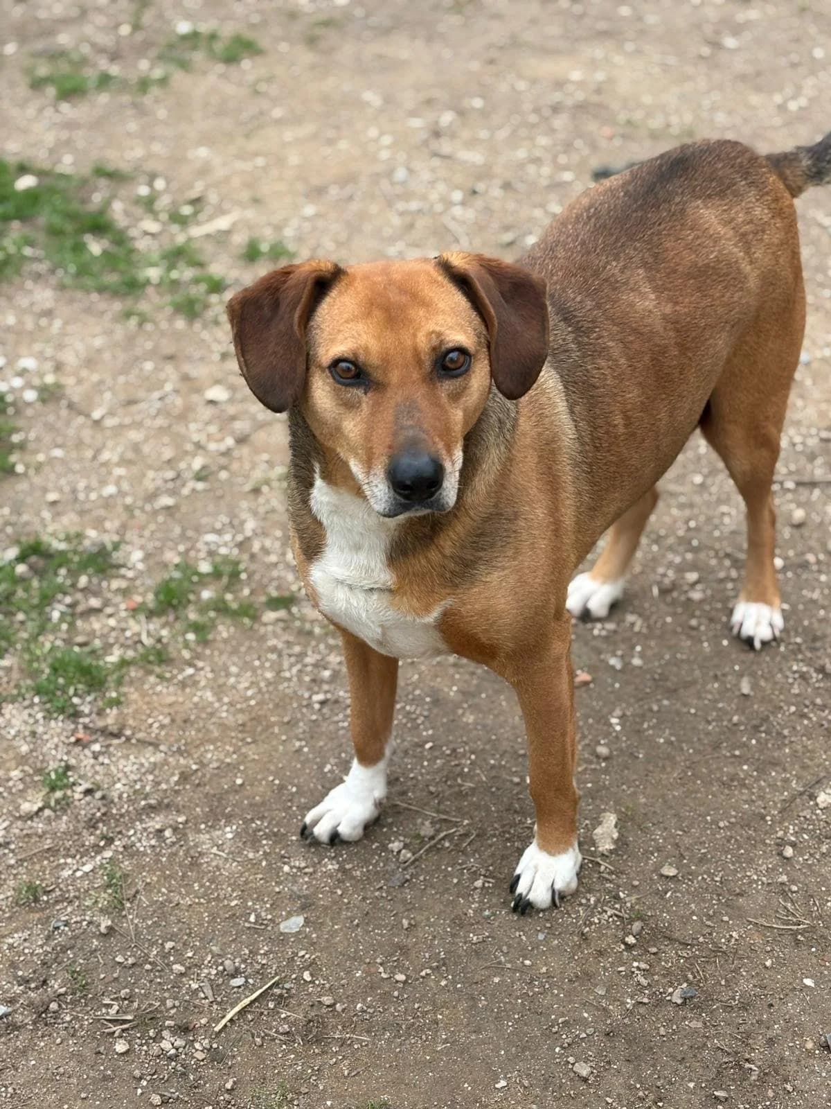 Sandy, Mixed Breed for adoption at Hopeland Dog Sanctuary