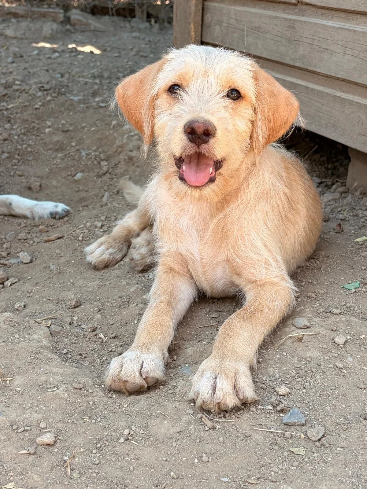 Serfer,  Mixed Breed for adoption at Hopeland Dog Sanctuary