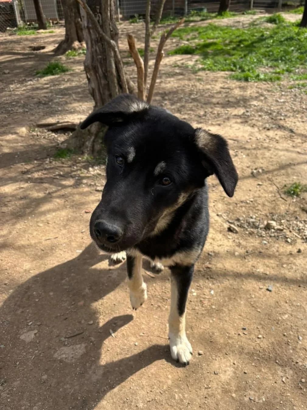 Sparky,  Mixed Breed for adoption at Hopeland Dog Sanctuary