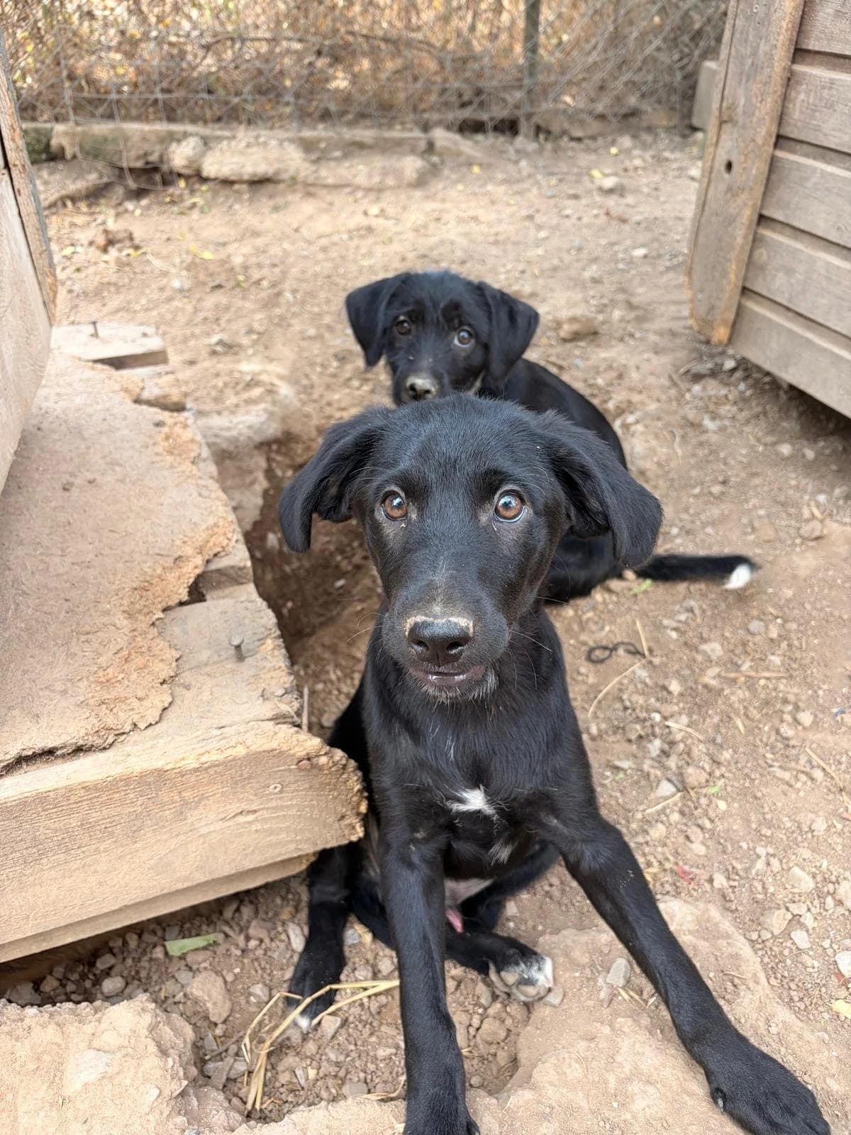 Steven,  Mixed Breed for adoption at Hopeland Dog Sanctuary