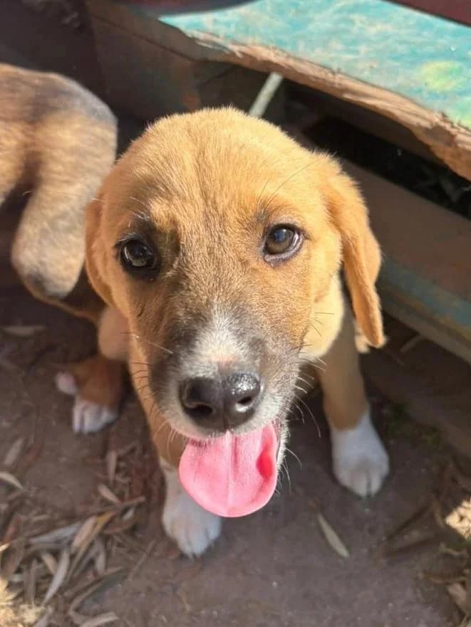 Strella, Mixed Breed for adoption at Hopeland Dog Sanctuary