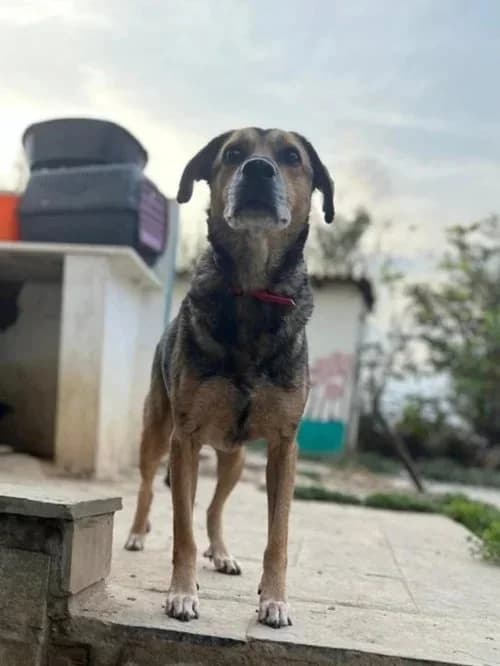Summer,  Mixed Breed for adoption at Hopeland Dog Sanctuary