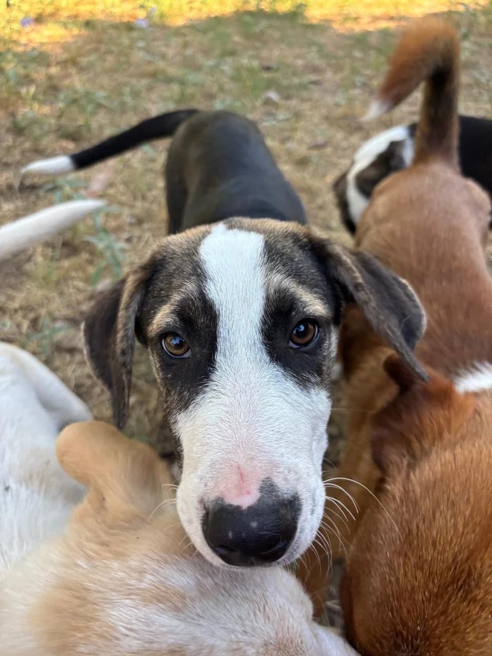 Tao,  Mixed Breed for adoption at Hopeland Dog Sanctuary