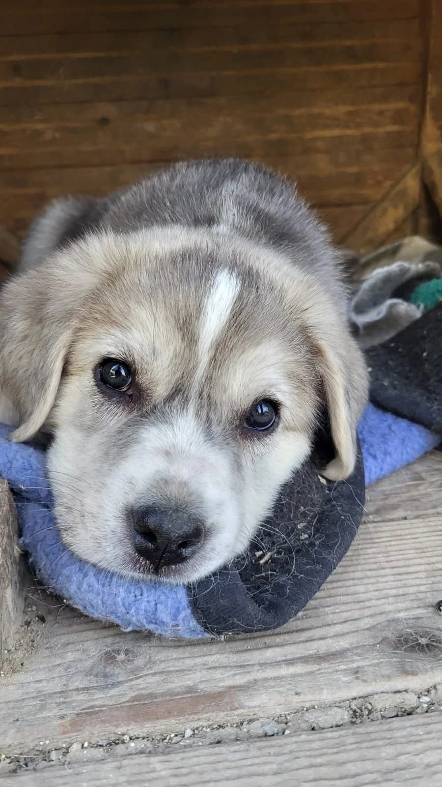 Tati, Mixed Breed for adoption at Hopeland Dog Sanctuary