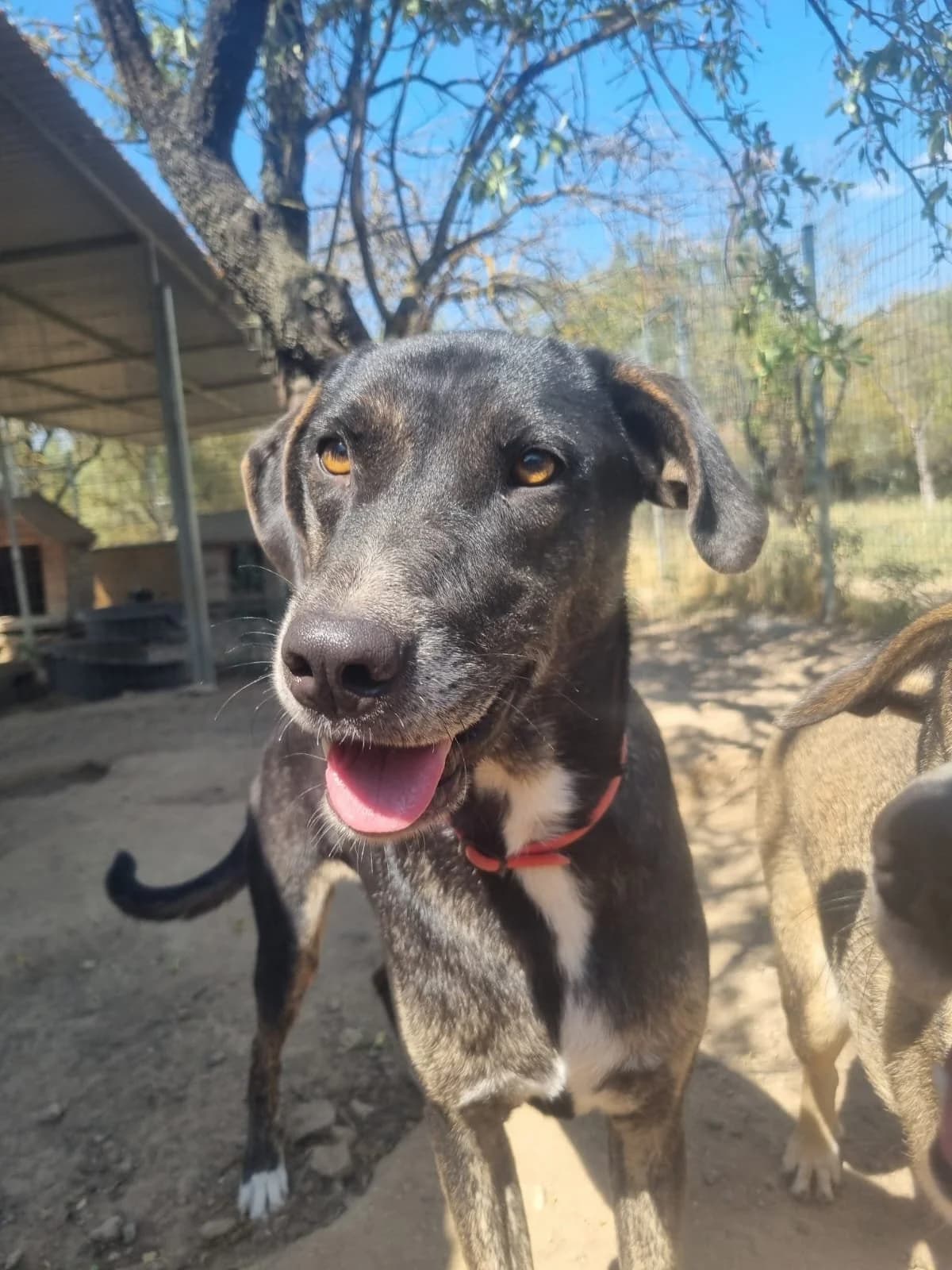 Ted,  Mixed Breed for adoption at Hopeland Dog Sanctuary