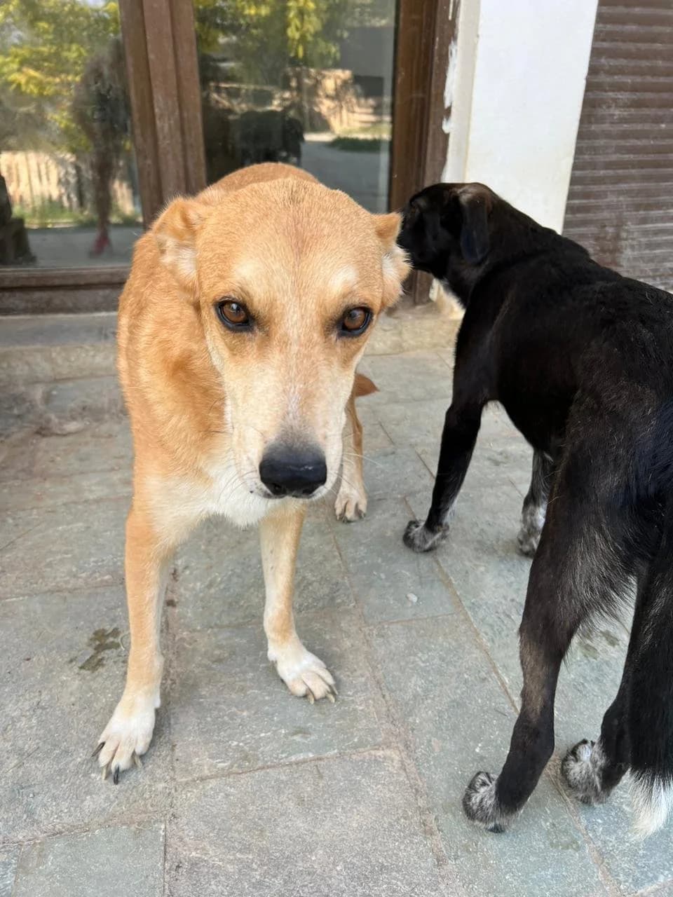 Thekla,  Mixed Breed for adoption at Hopeland Dog Sanctuary