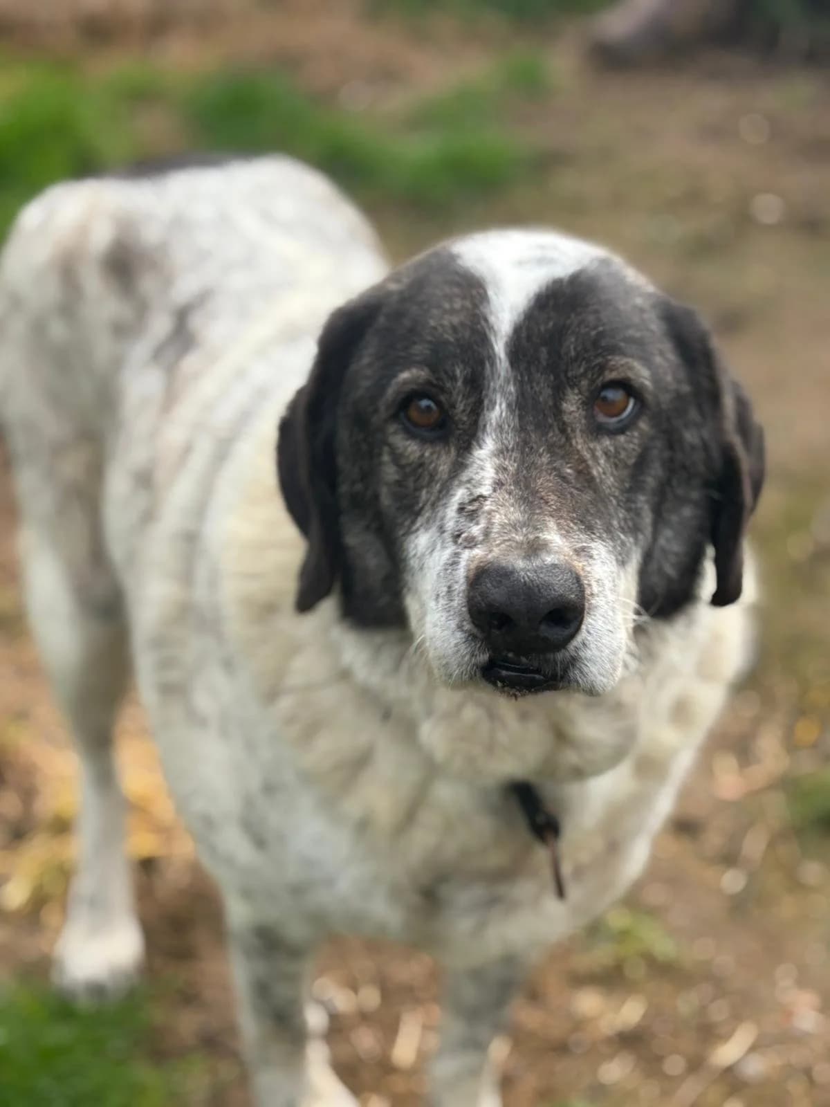 Tim,  Mixed Breed for adoption at Hopeland Dog Sanctuary