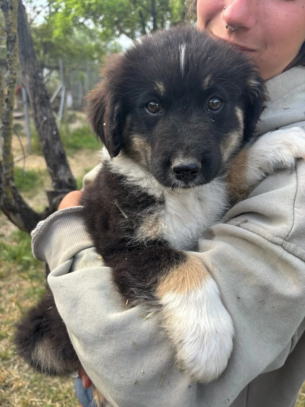 Tony, Mixed Breed for adoption at Hopeland Dog Sanctuary