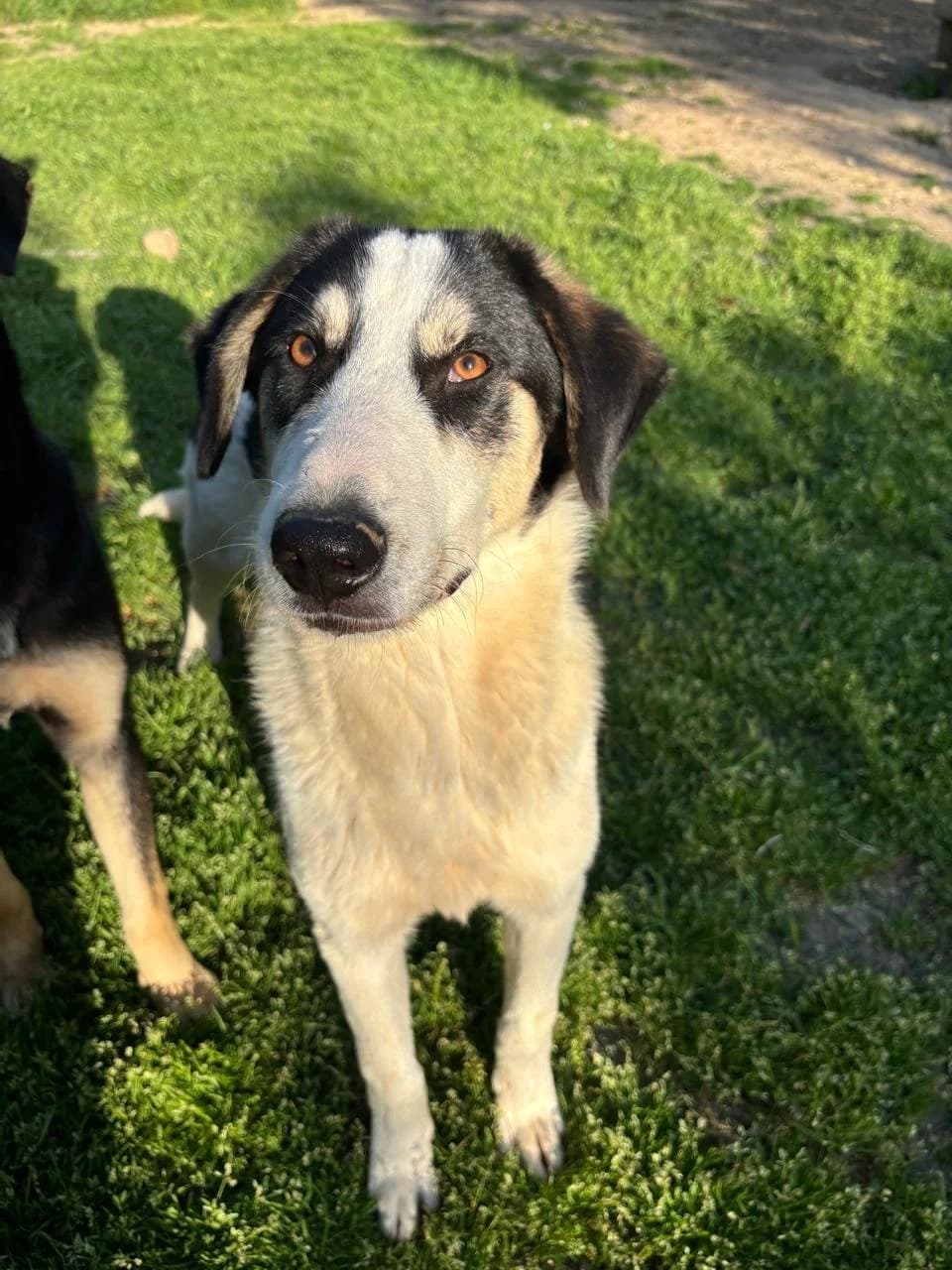Woo, Mixed Breed for adoption at Hopeland Dog Sanctuary