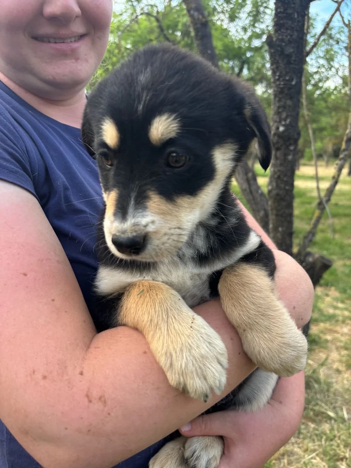 Zara, Mixed Breed for adoption at Hopeland Dog Sanctuary