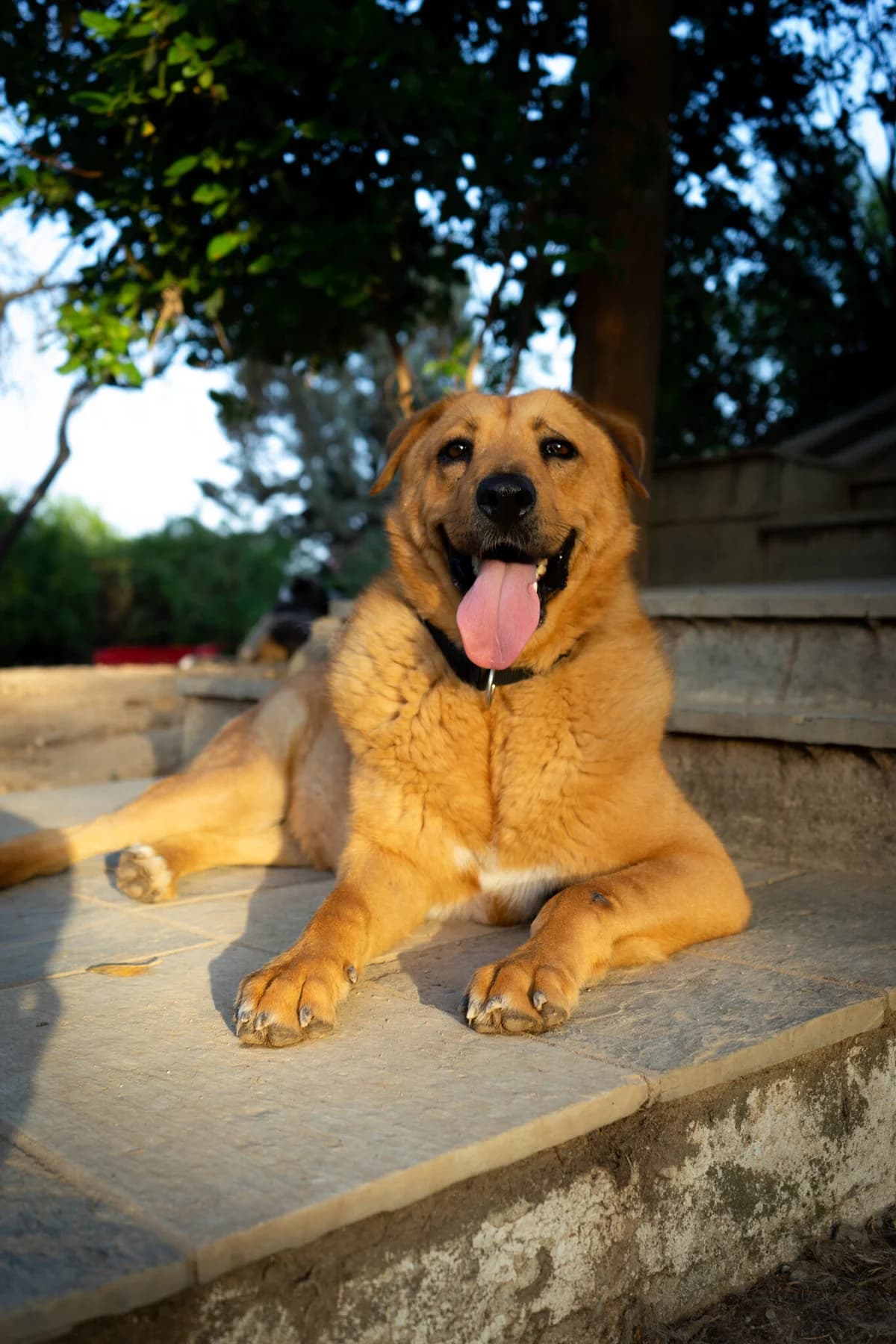 Zeus, Mixed Breed for adoption at Hopeland Dog Sanctuary