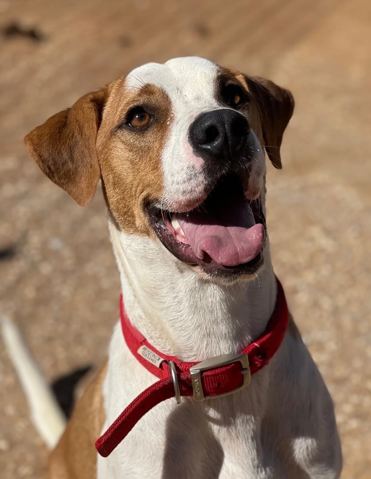 Charlie, male Mixed Breed for adoption at KAZ Shelter for Stray Animals, Markopoulo (Attica)