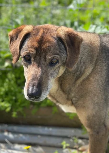 Ronaldo, male senior Mixed Breed for adoption at KAZ Shelter for Stray Animals