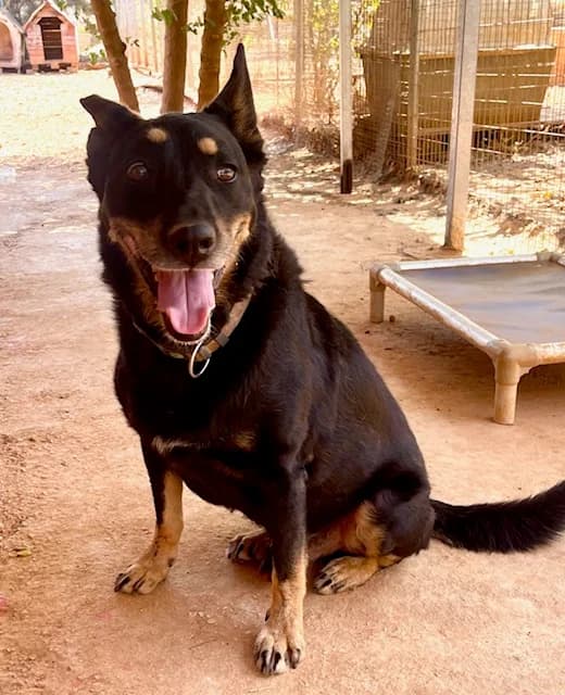 Flash, female 5yo Mixed Breed for adoption at KAZ Shelter for Stray Animals