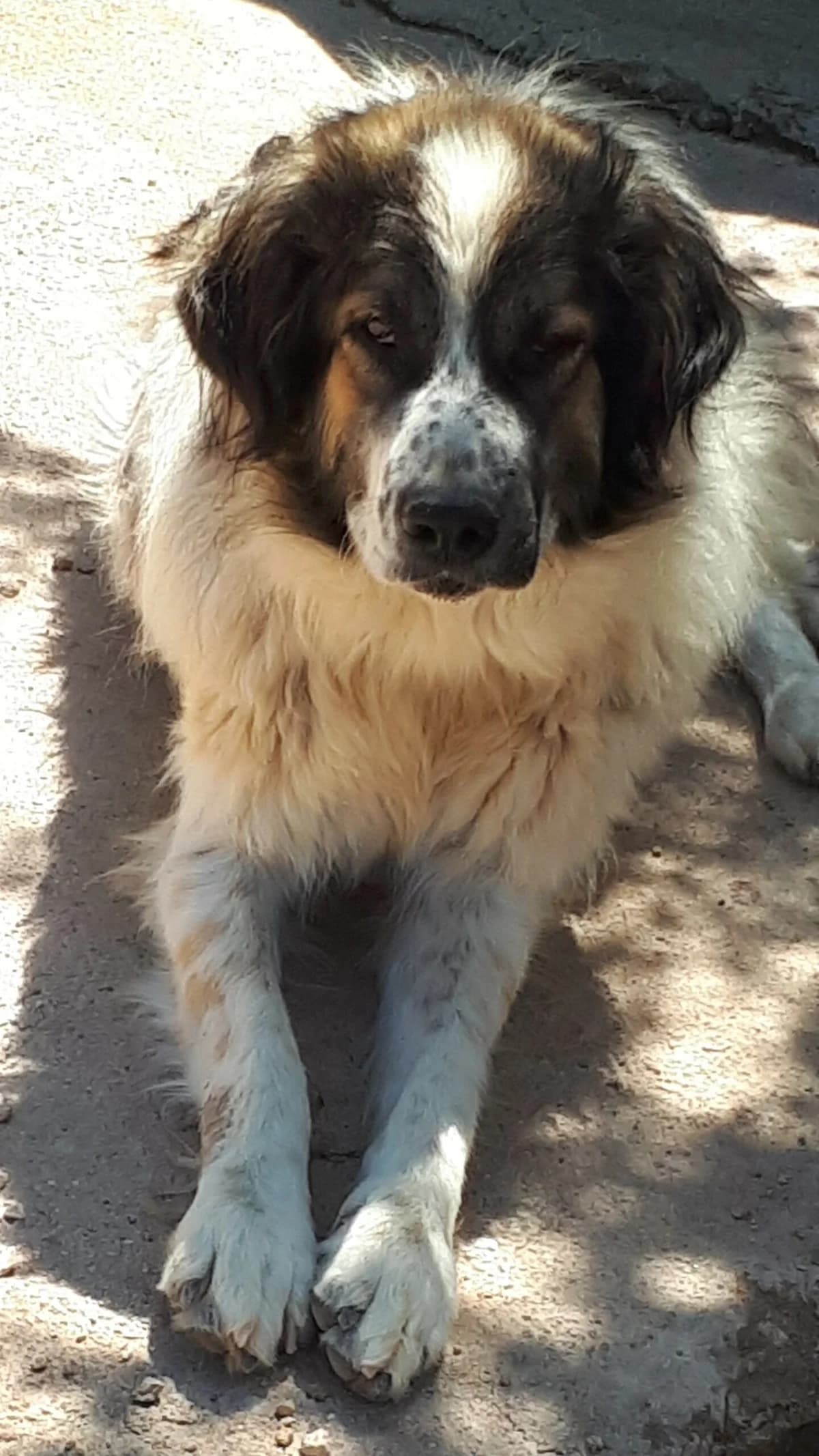 NTEMIS (ΝΤΕΜΗΣ),  senior Mixed Breed for adoption at ΜΕΡΙΜΝΩ