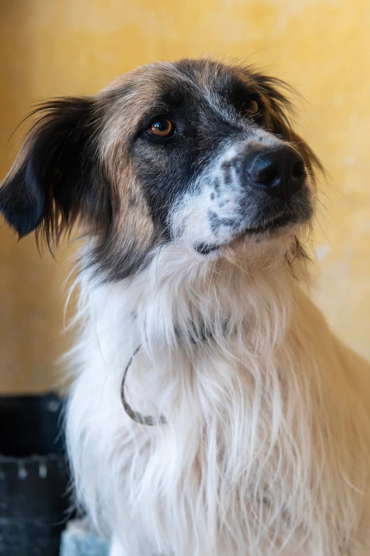 NTAFY (ΝΤΑΦΥ), male young Mixed Breed for adoption at ΜΕΡΙΜΝΩ