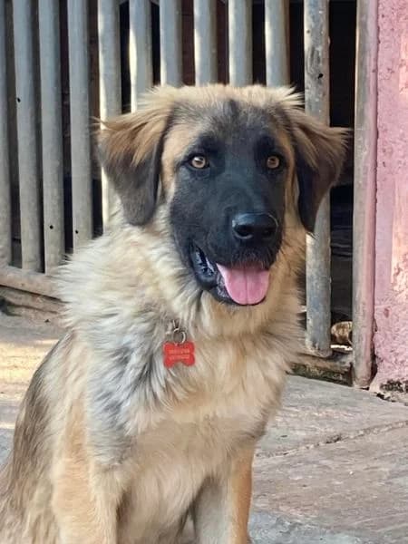 MPERY (ΜΠΕΡΥ), male young Mixed Breed for adoption at ΜΕΡΙΜΝΩ