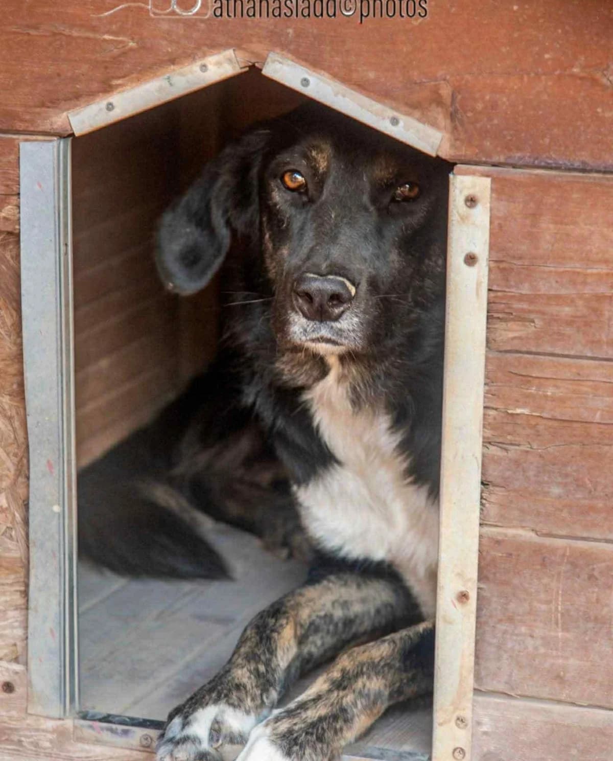 IRMA (ΙΡΜΑ), female Mixed Breed for adoption at ΜΕΡΙΜΝΩ
