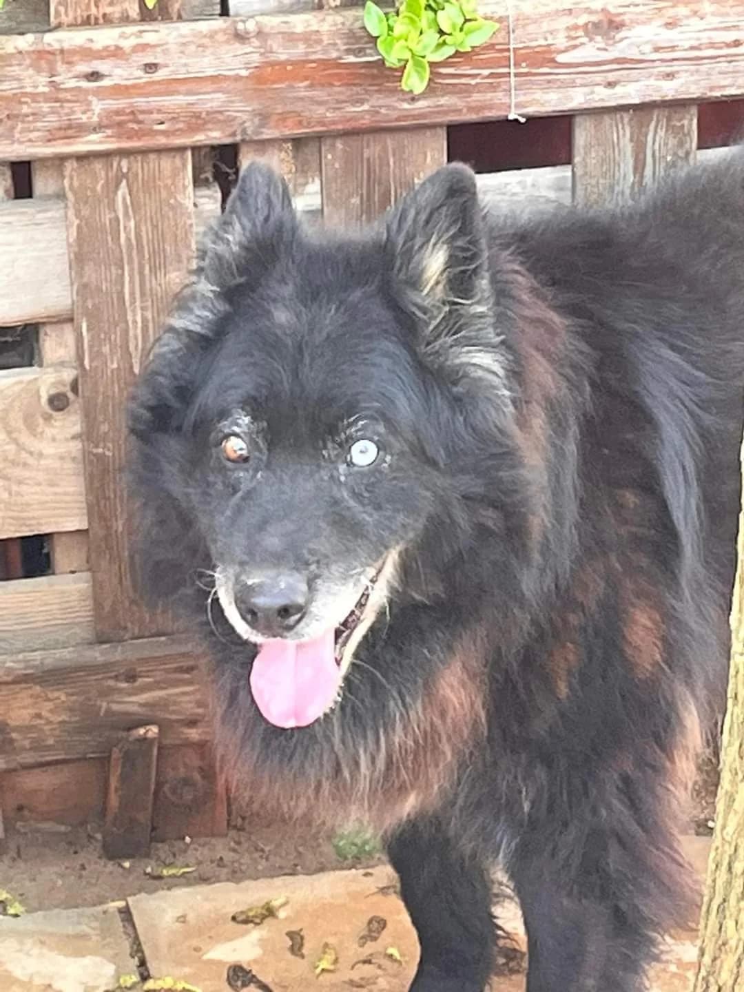 VITO (ΒΙΤΟ),  senior Mixed Breed for adoption at ΜΕΡΙΜΝΩ