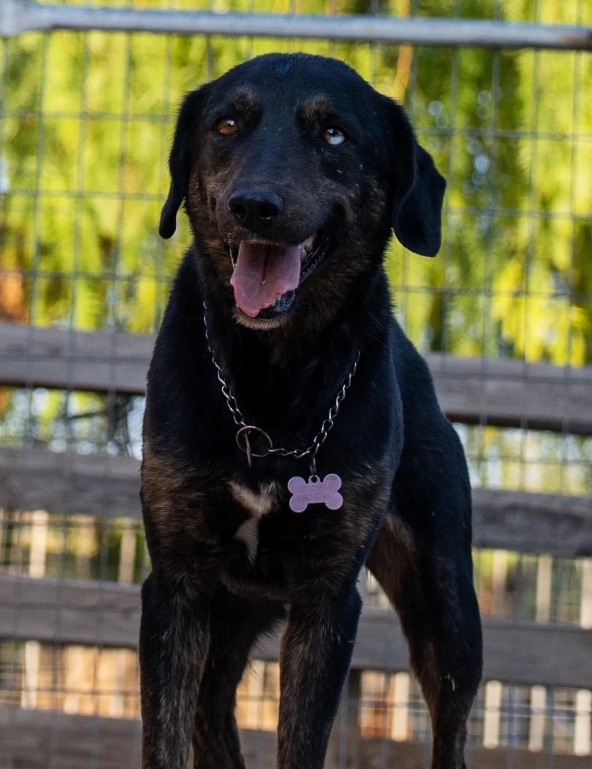 AFRODITI (ΑΦΡΟΔΙΤΗ), female 3yo Mixed Breed for adoption at ΜΕΡΙΜΝΩ