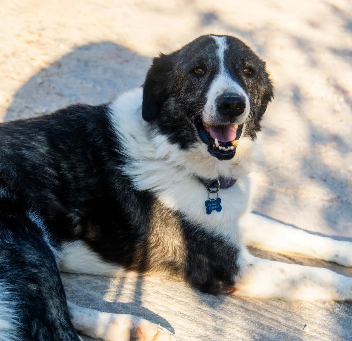 MPACh (ΜΠΑΧ), male senior Mixed Breed for adoption at ΜΕΡΙΜΝΩ