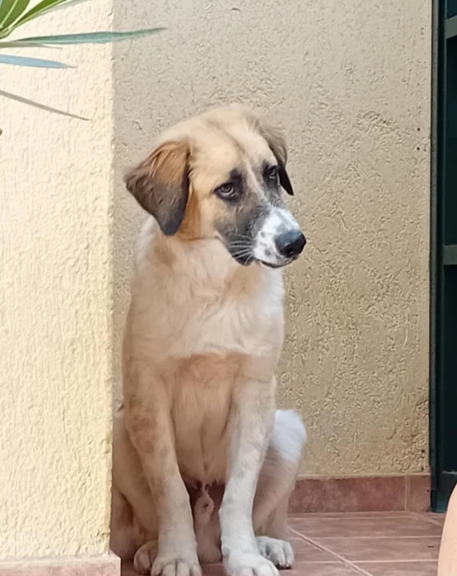 PARIS (ΠΑΡΗΣ), male Mixed Breed for adoption at ΜΕΡΙΜΝΩ