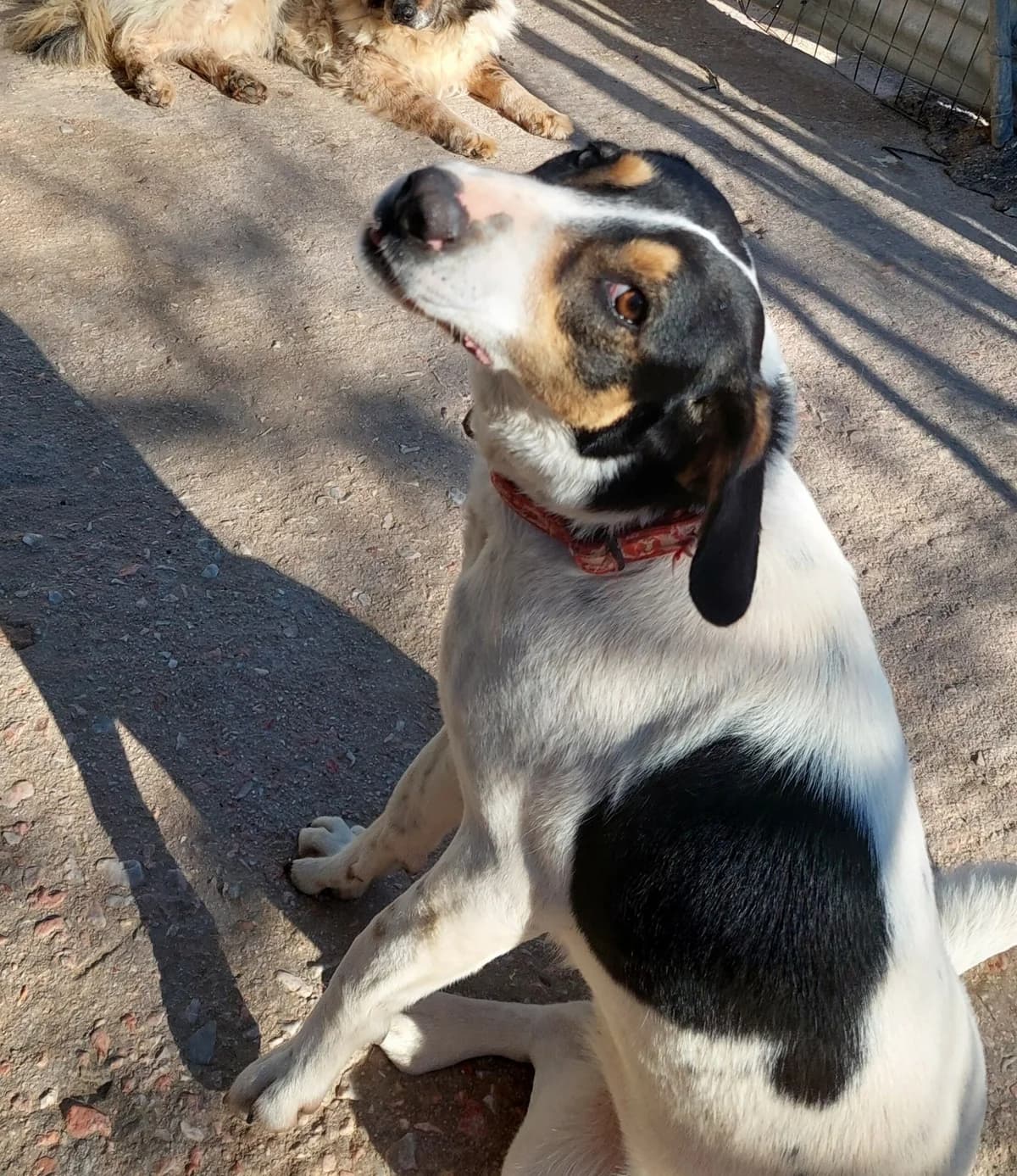 ROYMPY (ΡΟΥΜΠΥ), female 3yo Mixed Breed for adoption at ΜΕΡΙΜΝΩ