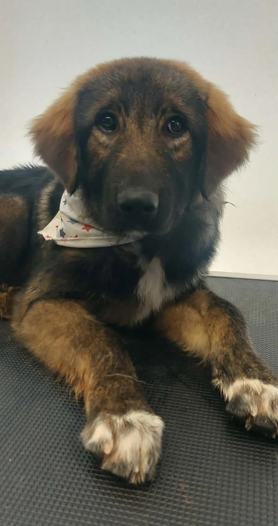 KOFY (ΚΟΦΥ),  Mixed Breed for adoption at ΜΕΡΙΜΝΩ