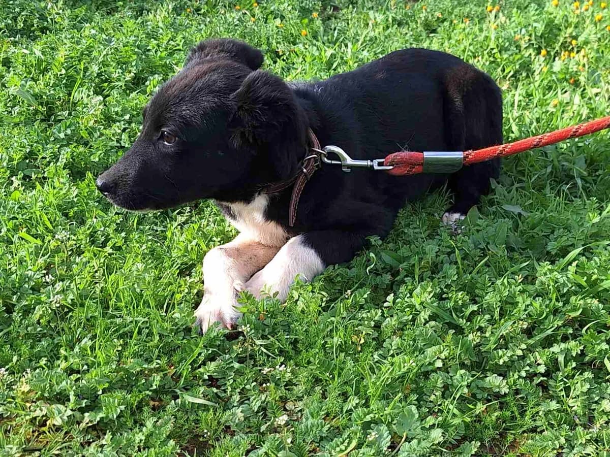 MELITA (ΜΕΛΙΤΑ),  Mixed Breed for adoption at ΜΕΡΙΜΝΩ