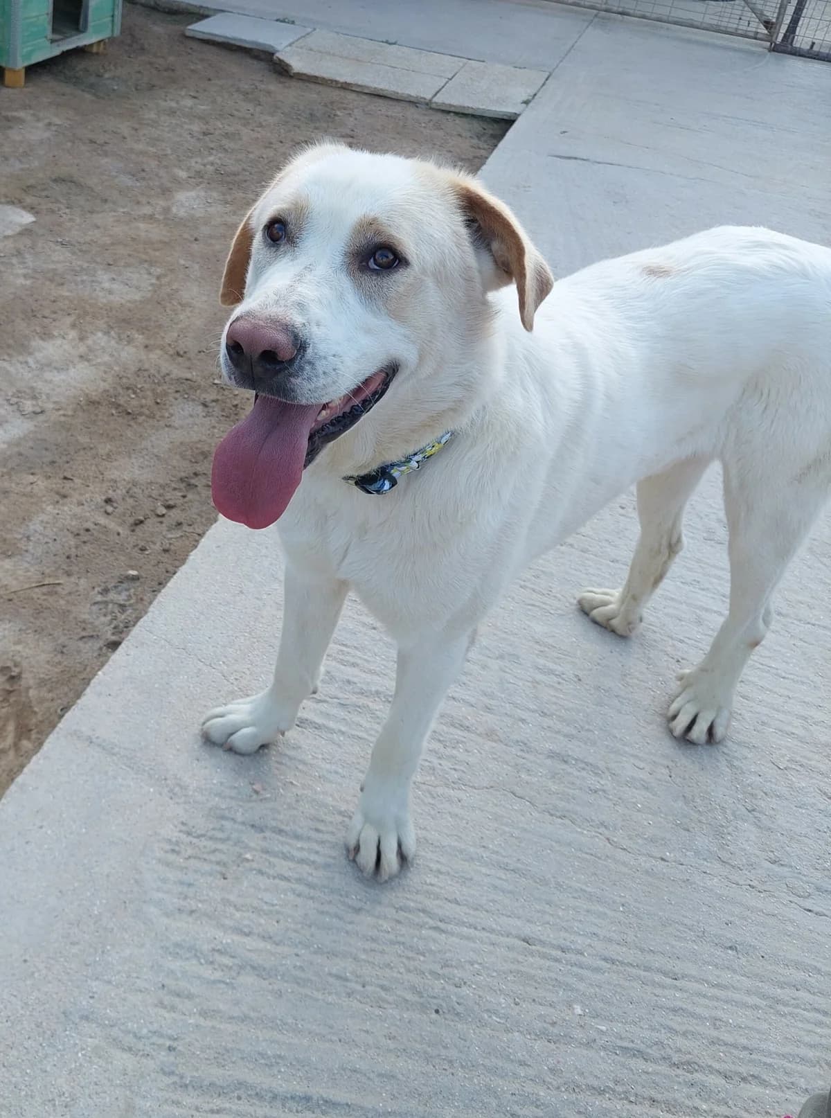 LOYI (ΛΟΥΙ), male Mixed Breed for adoption at ΜΕΡΙΜΝΩ