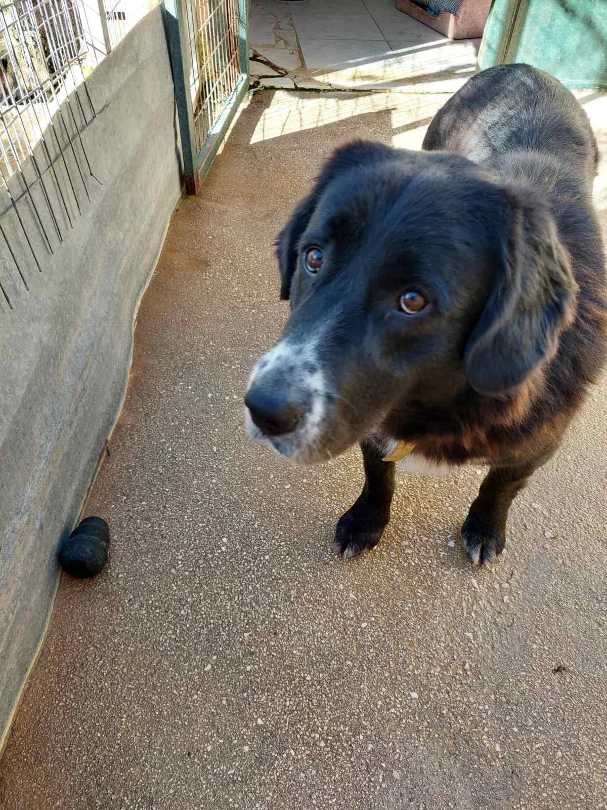 MPELLA (ΜΠΕΛΛΑ), female 3yo Mixed Breed for adoption at ΜΕΡΙΜΝΩ
