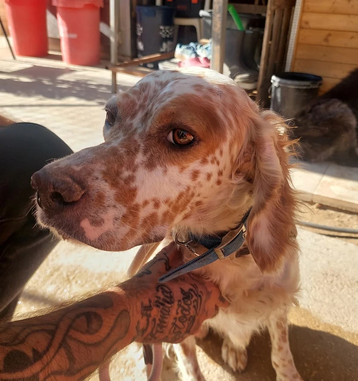 ERMIS (ΕΡΜΗΣ), male 3yo Mixed Breed for adoption at ΜΕΡΙΜΝΩ