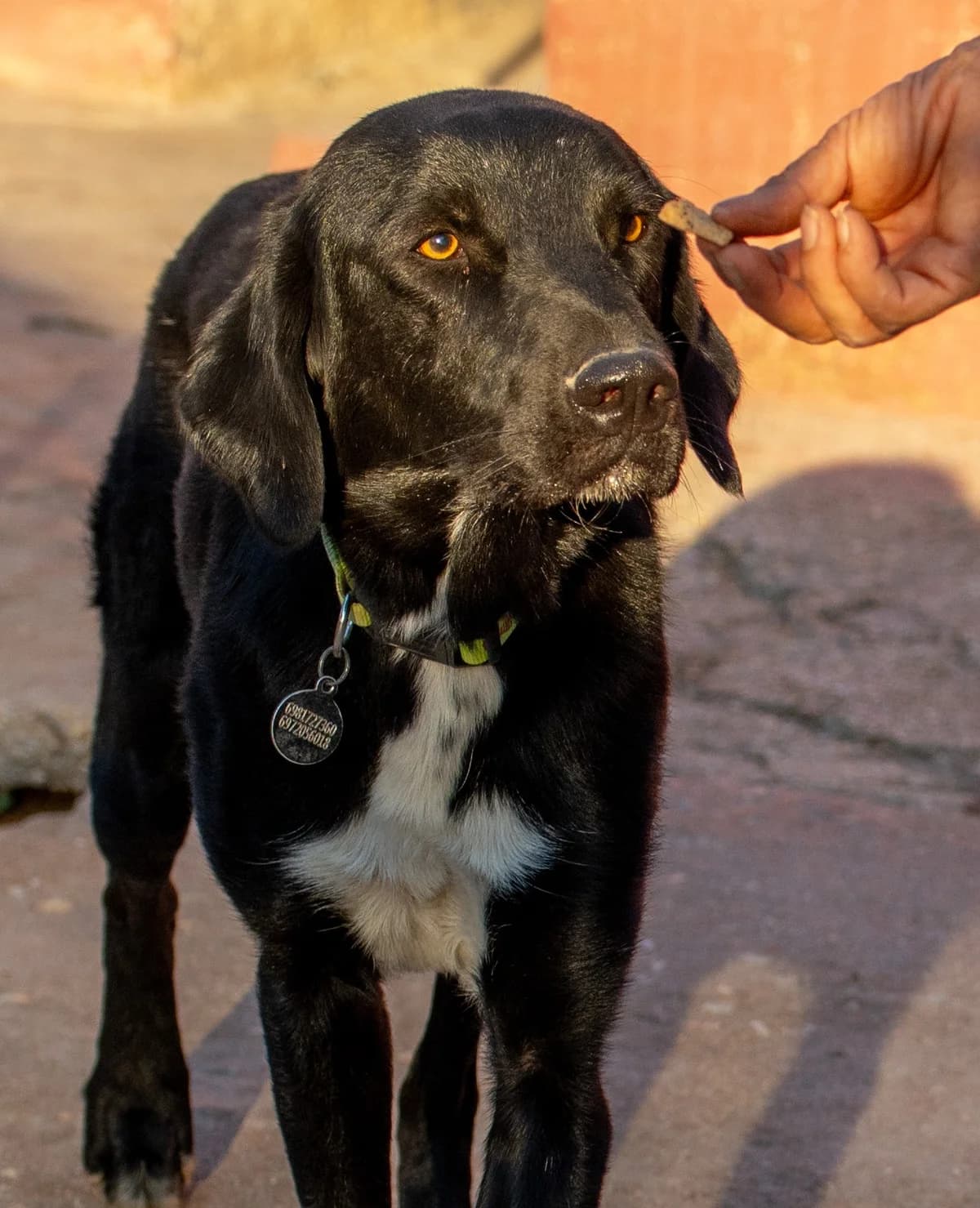 KAMELOT (ΚΑΜΕΛΟΤ), male Mixed Breed for adoption at ΜΕΡΙΜΝΩ