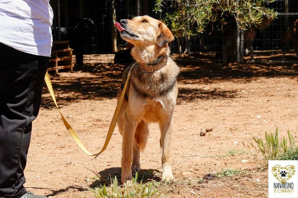 Peanut, male Mixed Breed for adoption at Navarino Pet