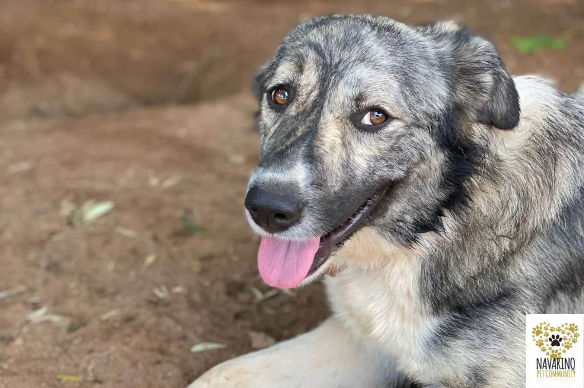 Bella,  puppy Mixed Breed for adoption at Navarino Pet Community, Navarino Pet