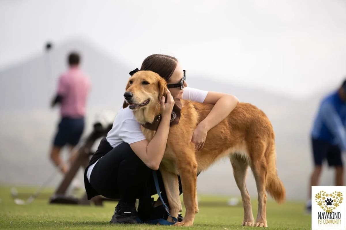 Brownie, female puppy Mixed Breed for adoption at Navarino Pet Community, Navarino Pet