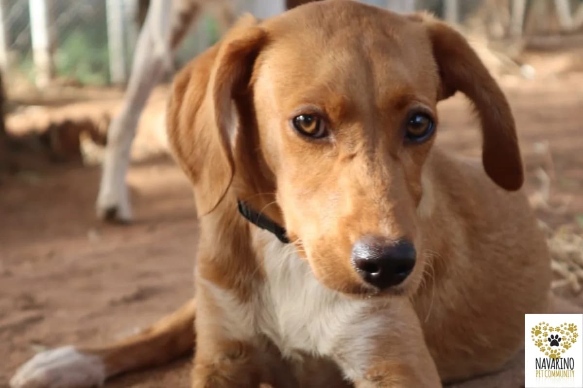 Rosie,  puppy Mixed Breed for adoption at Navarino Pet Community, Navarino Pet