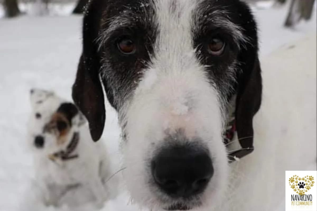 Giovanni,  Mixed Breed for adoption at Navarino Pet