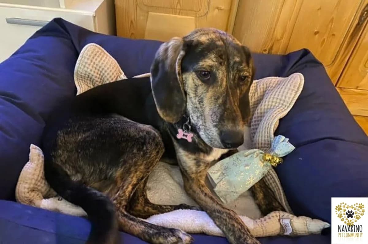 Jill,  puppy Mixed Breed for adoption at Navarino Pet Community, Navarino Pet