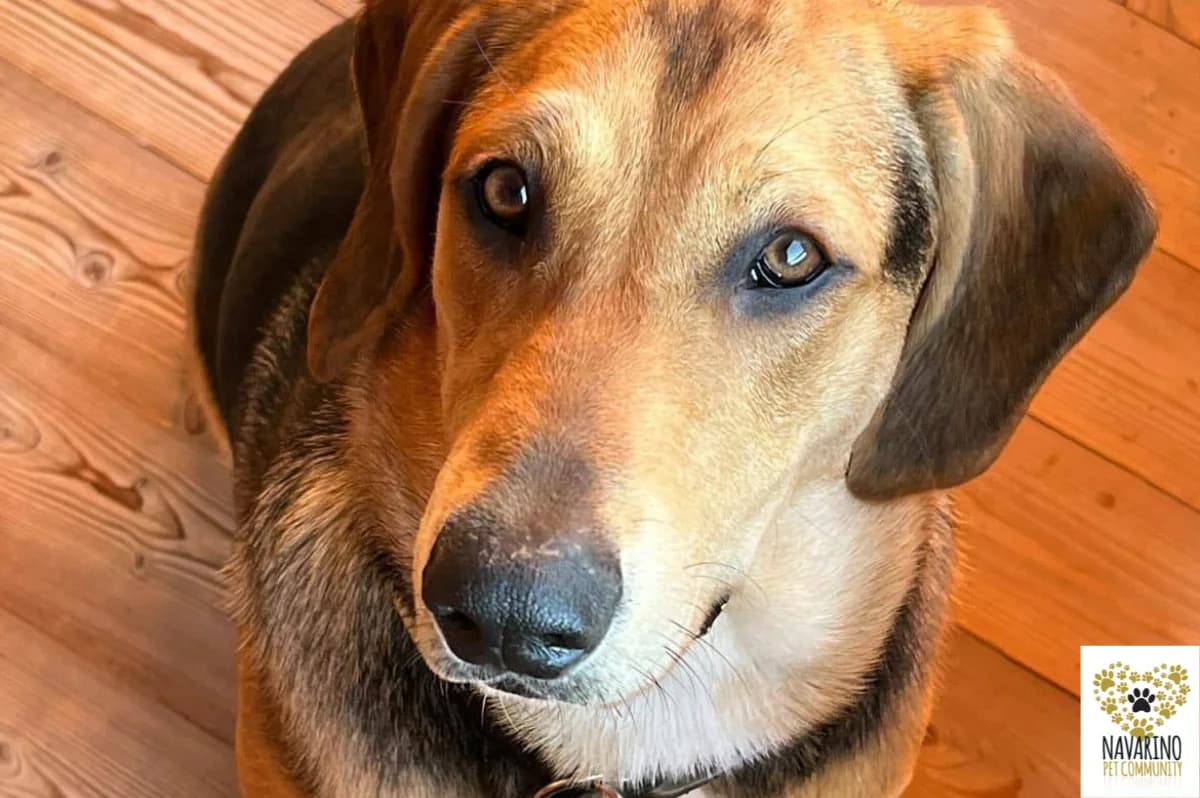 Jack, male puppy Mixed Breed for adoption at Navarino Pet Community, Navarino Pet