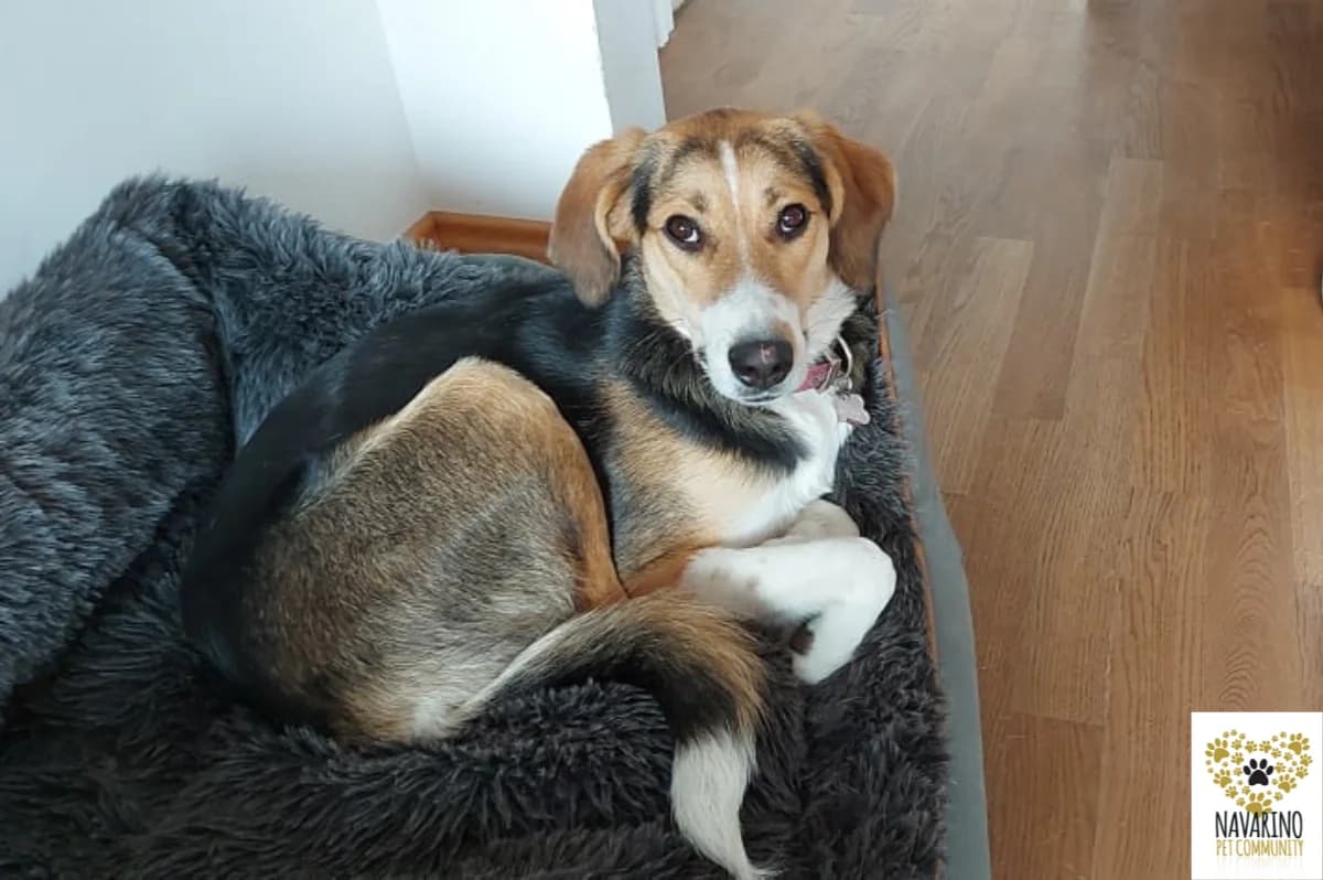 Danny,  puppy Mixed Breed for adoption at Navarino Pet Community, Navarino Pet