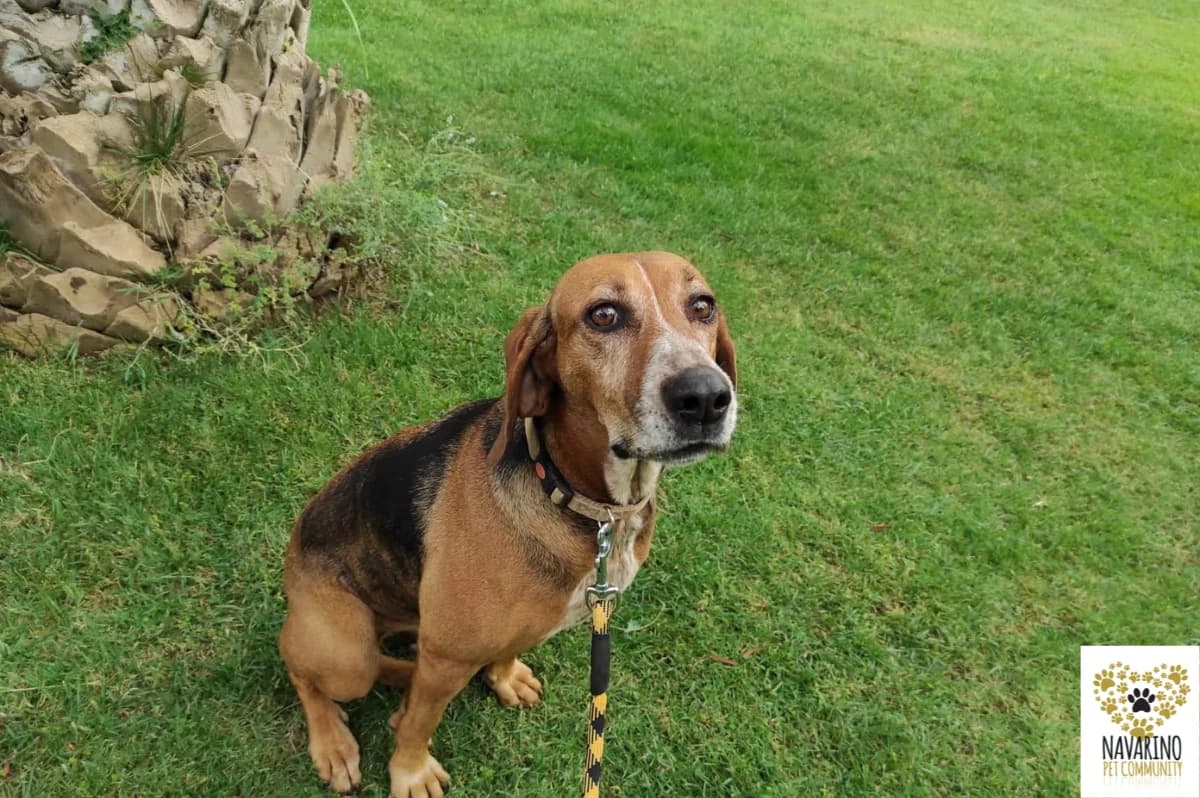 Mummy,  Mixed Breed for adoption at Navarino Pet