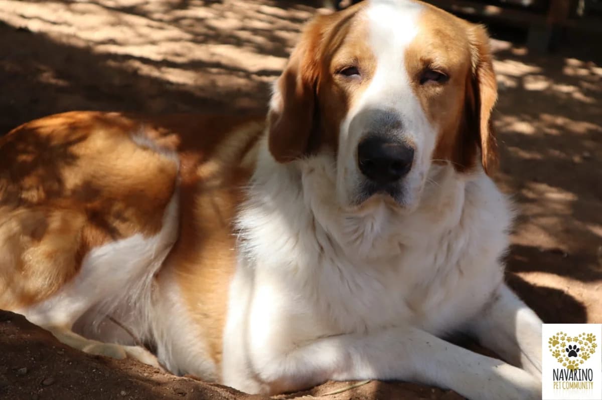 Rebel, male Mixed Breed for adoption at Navarino Pet