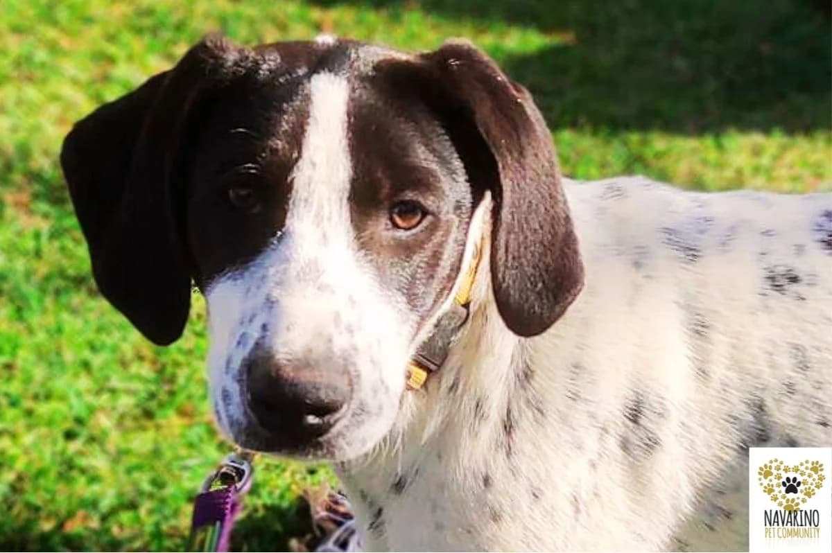 Harry, male puppy Mixed Breed for adoption at Navarino Pet Community, Navarino Pet